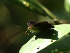 Catonephele acontius