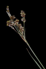 Luzula bulbosa