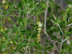 Croton sonorae