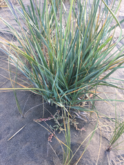 Leymus mollis mollis