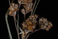 Luzula bulbosa