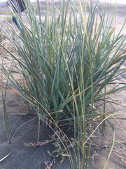 Leymus mollis mollis