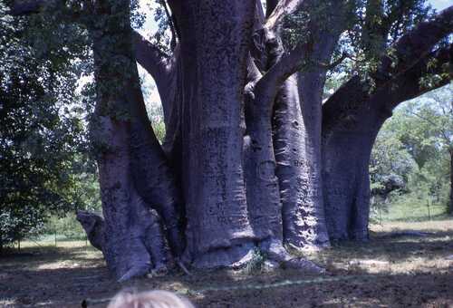Adansonia digitata