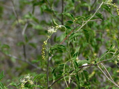 Croton sonorae