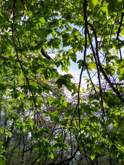 Acer negundo texanum