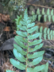 Polystichum imbricans curtum