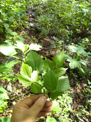 Acer negundo texanum