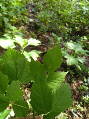 Acer negundo texanum