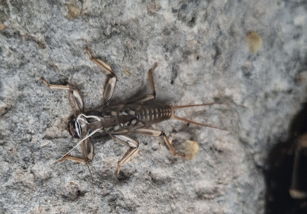 Perla bipunctata