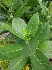 Calotropis