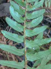 Polystichum imbricans curtum