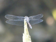 Libellulidae