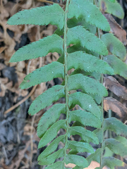 Polystichum imbricans curtum