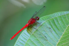 Rhodopygia cardinalis