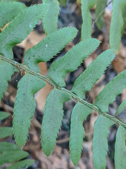 Polystichum imbricans curtum