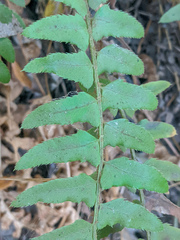 Polystichum imbricans curtum