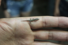 Sphaerodactylus elegans