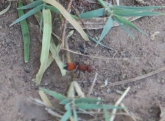 Dasymutilla creon