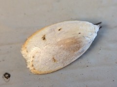 Durrantia piperatella