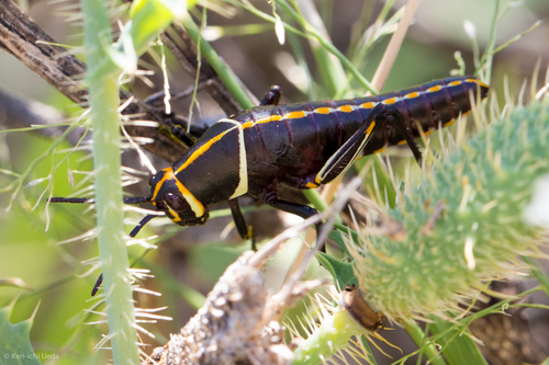 Horse Lubber Grasshopper photo 6