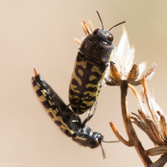 Acmaeodera solitaria