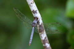 Rhodopygia pruinosa