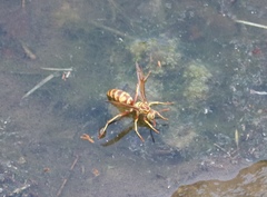 Polistes apachus apachus
