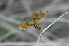 Perithemis tenera