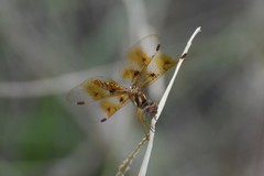 Perithemis tenera