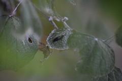 Acoloithus falsarius