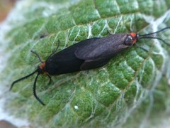 Acoloithus falsarius