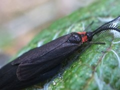Acoloithus falsarius
