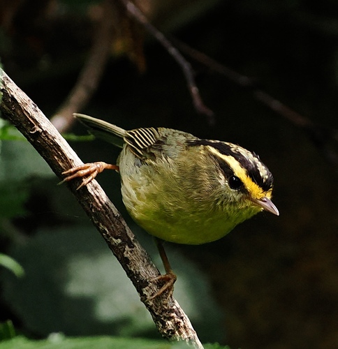 Yellow-throated Fulvetta (Schoeniparus cinereus), photo 8