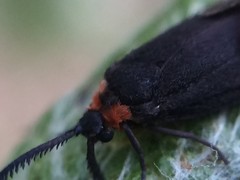 Acoloithus falsarius