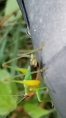 Conocephalus nigropleurum