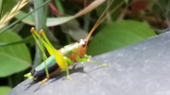 Conocephalus nigropleurum