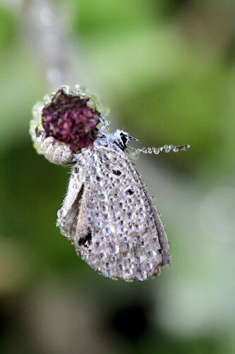 Ceraunus Blue, Redland, Miami-Dade County, FL, USA, photo 9 of 10