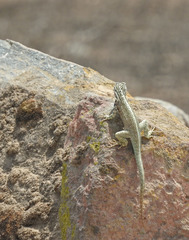 Microlophus tigris