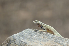 Microlophus tigris