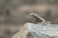 Microlophus tigris