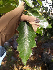 Quercus runcinatifolia