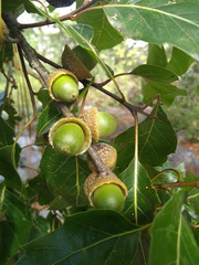 Quercus runcinatifolia