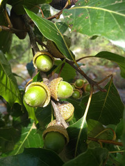 Quercus runcinatifolia