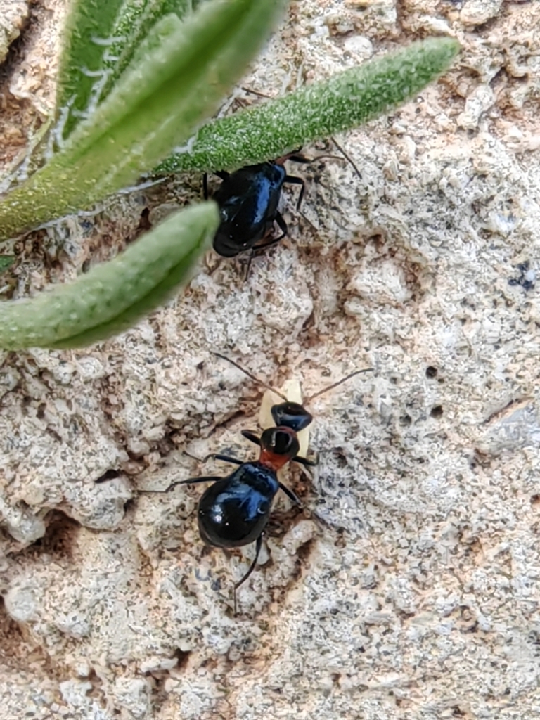 Troglops pyriventris