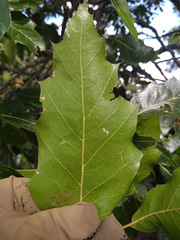 Quercus runcinatifolia