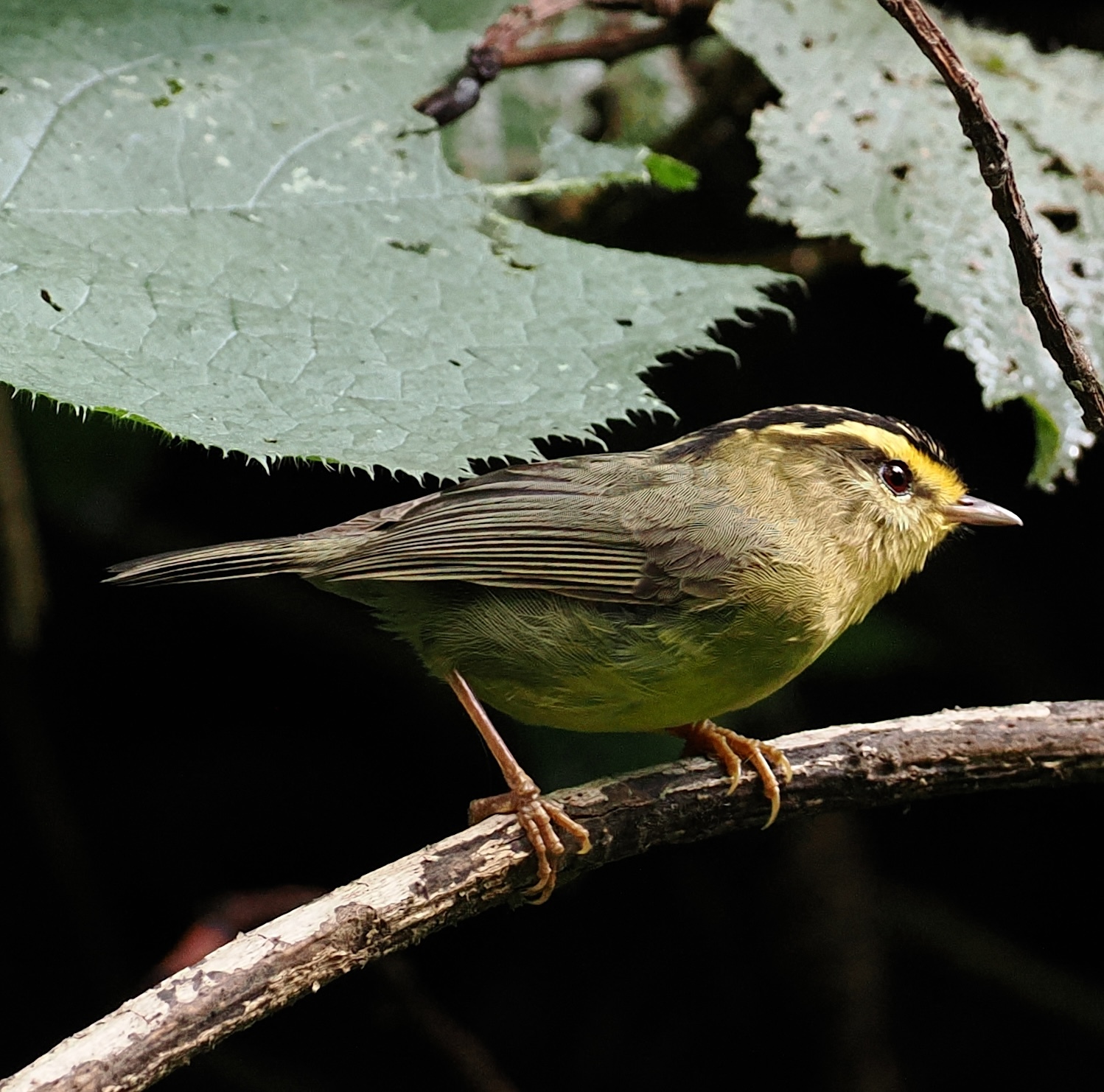 Yellow-throated Fulvetta