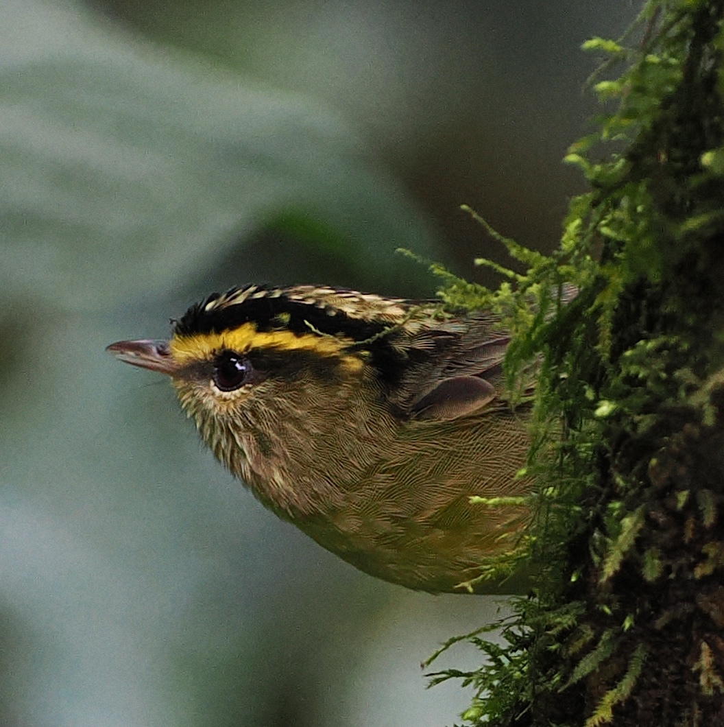 Yellow-throated Fulvetta