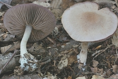 Cortinarius deceptivus