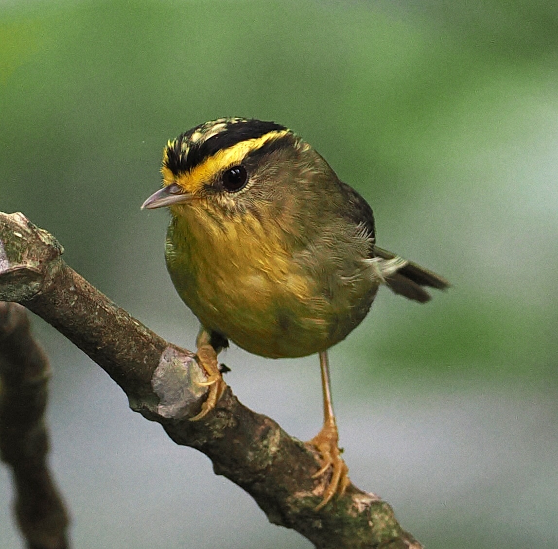 Yellow-throated Fulvetta