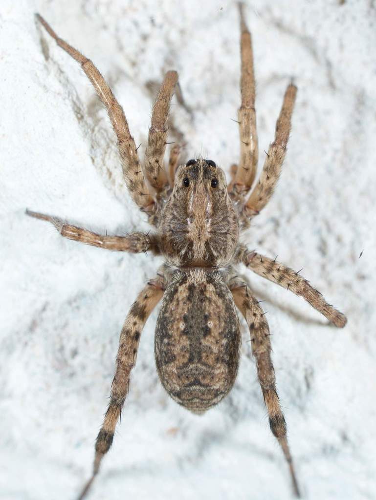 Hogna antelucana